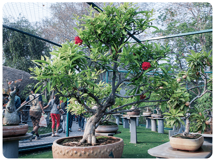 Garden area with trees and decorative pots.