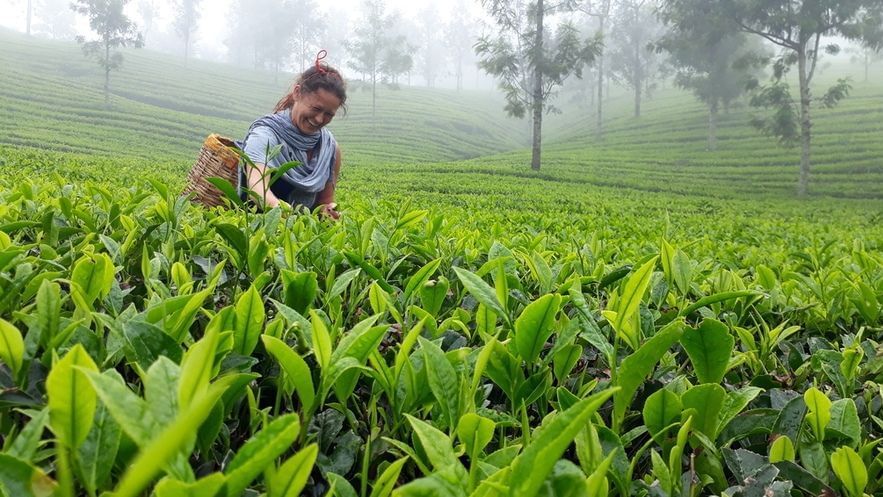 A person picking tea leaves in a vibrant, misty green terraced tea plantation with small trees.