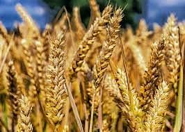 an image of wheat before being processed