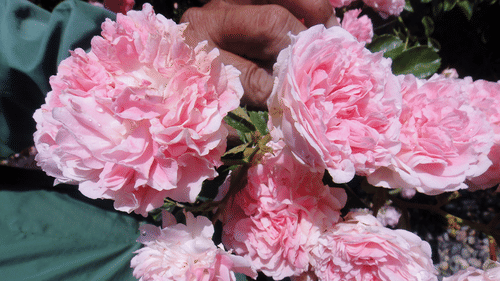 An image of a bunch of pink Kumaon Wild Roses - Ramgarh Bungalows, Nainital.