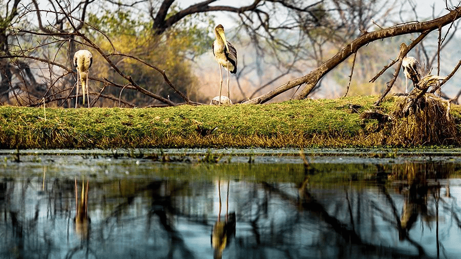 Birding at Kalakho Lake - Dausa Rajasthan