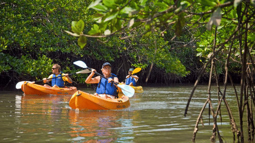 3 people on separate kayaks paddling on water amidst dense foliage.