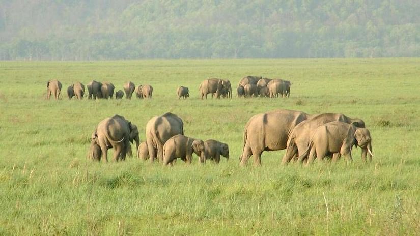 Safari at Rajaji National Park near Aloha On the Ganges Rishikesh Resort and Hotel Rishikesh