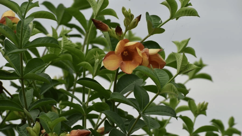 A close up shot of a couple of flowers on a tree, with green leaves in the shot as well