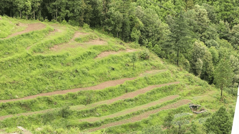 A contoured hill with small plants and trees