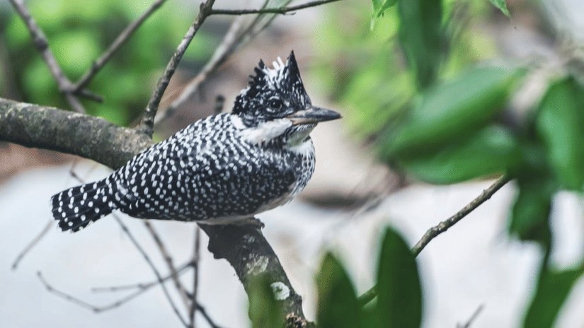 A wild bird sitting on a tree branch, with a bokeh of the leaves on the background.