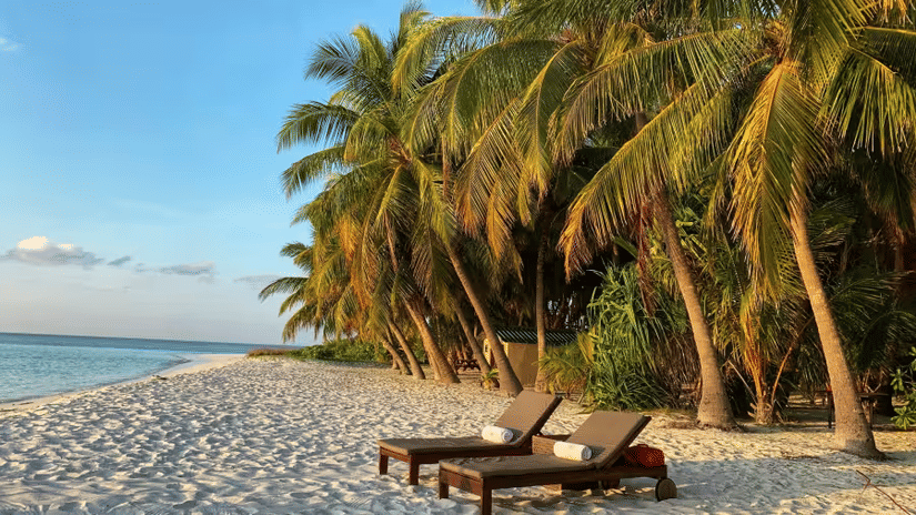 Two wooden sun loungers placed on a white sandy beach shaded by tall lush palm trees with calm turquoise sea water and clear blue sky visible in the background.