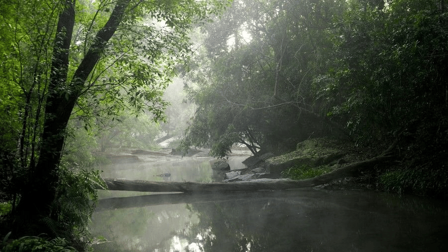 Shaded forest stream in Coorg with filtered sunlight and calm water, reflecting the region’s quiet, immersive trails.