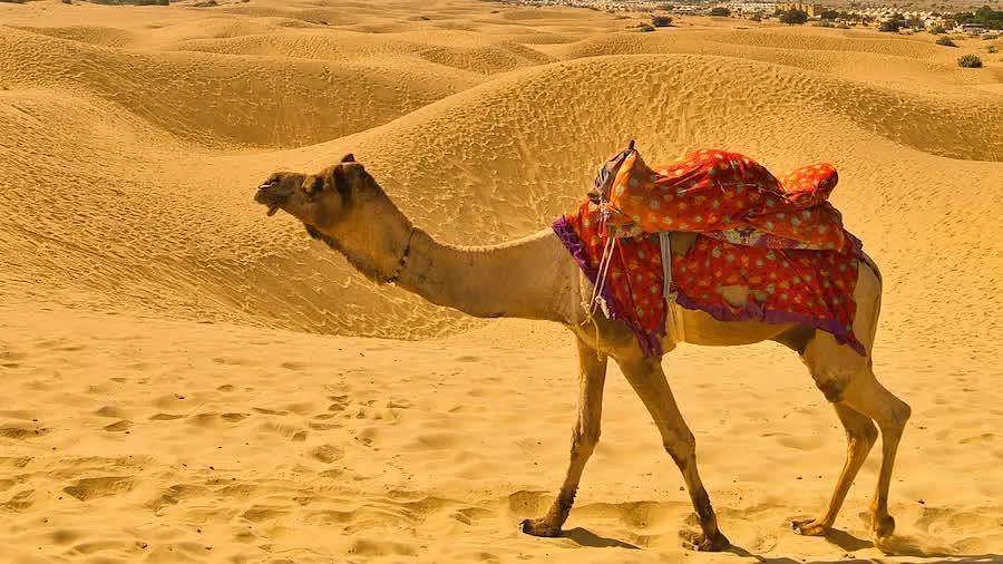 A camel walking through a desert during the day