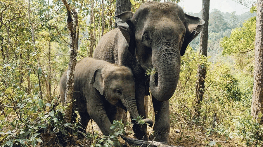 elephant