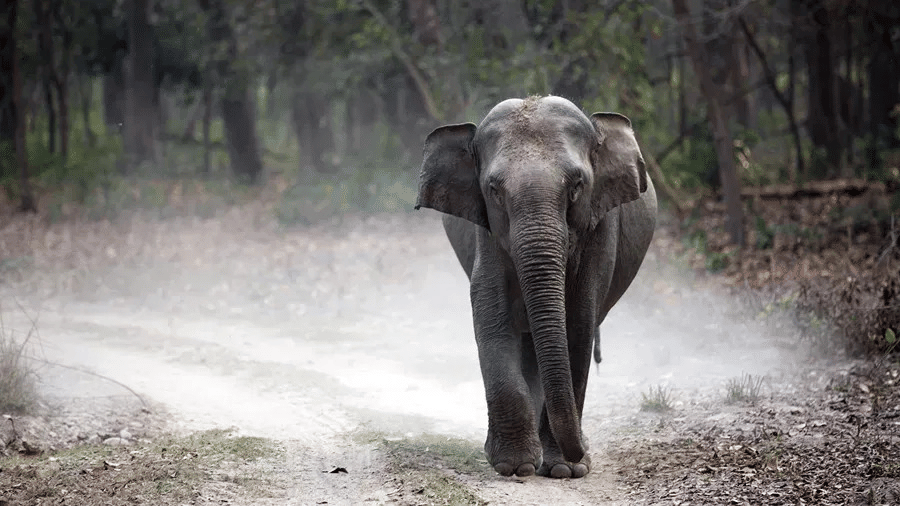 elephant in jungle