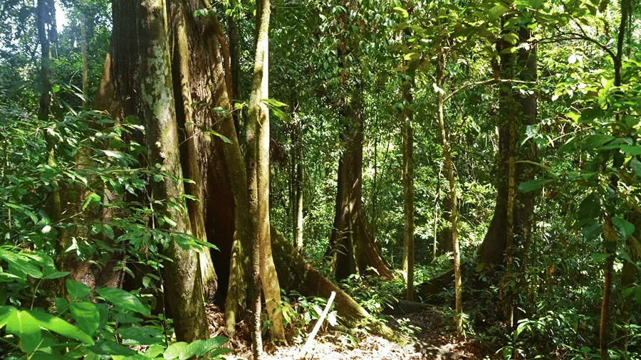 forest
