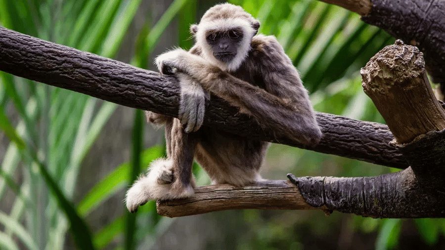 monkey-on-tree