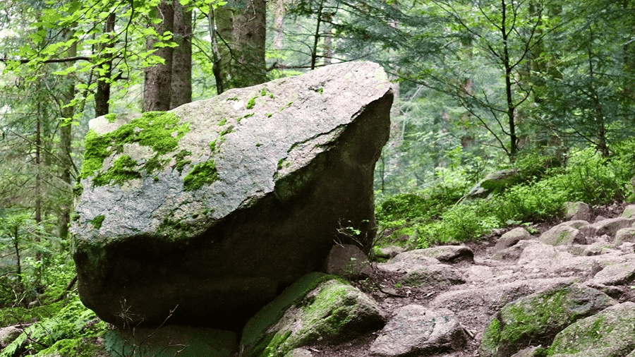 Moss-covered boulder beside a rocky trail in a sacred forest of Meghalaya.