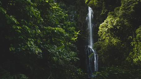 Scenic view of a waterfall surrounded by dense forest.