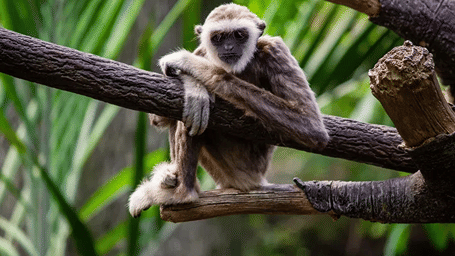 monkey-on-tree