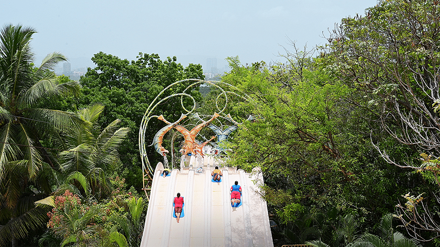 Water Kingdom - a zoomed out view of people on a water slide with trees surrounding at out water park