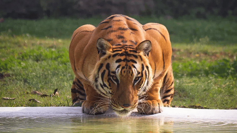 tiger-driniking water