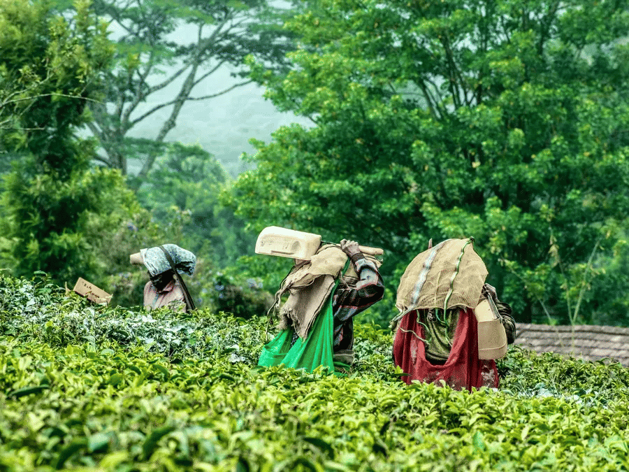 Women picking tea leaves in lush plantation, carrying baskets on their backs amid vibrant green foliage.