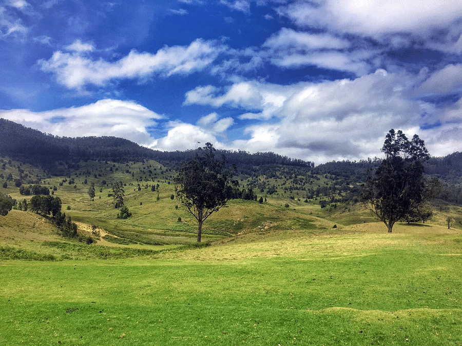 Vast green field with scattered trees and mountain views