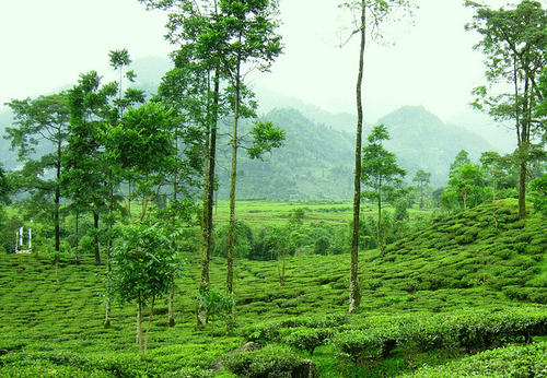 Central Hotels  darjeeling tea and its tea gardens central hotel resort darjeeling