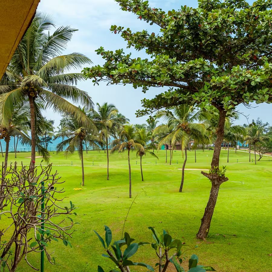 view of the grass with coconut trees on it - caravela Beach Resort Goa 