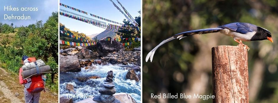 collage image of Birds and trekking