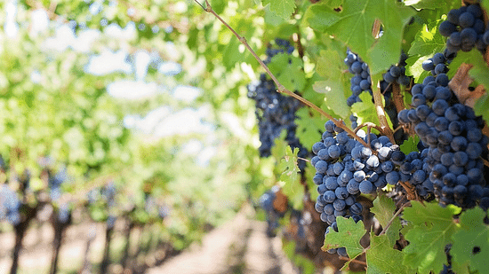 Sula Vineyards Kamfotel Hotel Nashik Best Hotels in Nashik