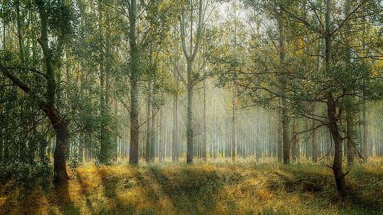 trees in the morning sun 