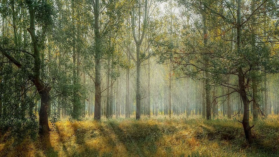 trees in the morning sun 