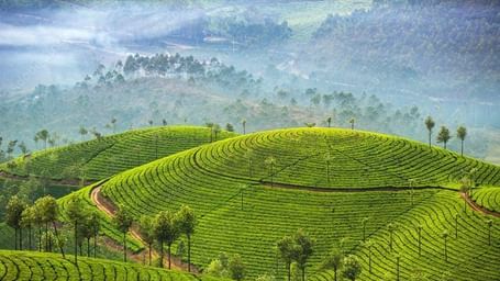Rolling hills with terraced, bright green tea plantations and scattered trees under a misty sky.