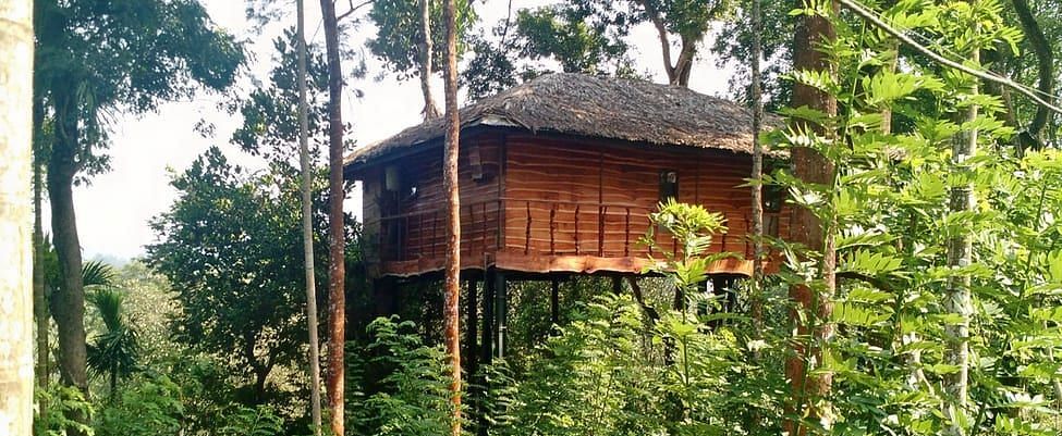 Wooden tree house elevated amongst tall green trees in a sunlit forest - BluSalzz Collection - Tranquil Resort, Wayanad