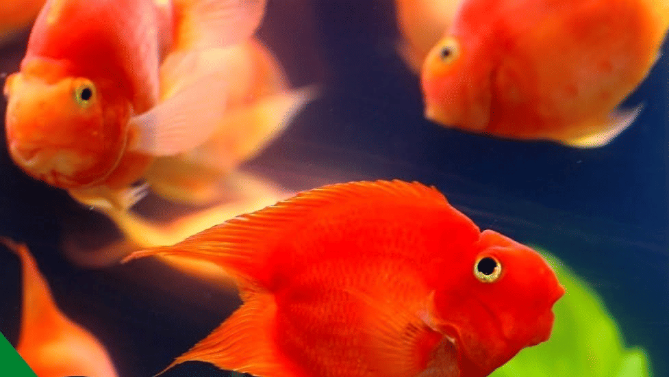 A group of brightly coloured Parrot fish with rounded bodies and characteristic beak-like mouths swimming in an aquarium.