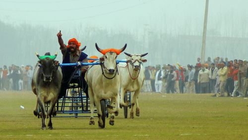 Kila Rai Sports Festival Park Plaza - Ludhiana 5 Star Hotels in Ludhiana