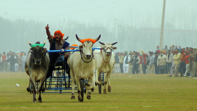 Kila Rai Sports Festival Park Plaza - Ludhiana 5 Star Hotels in Ludhiana