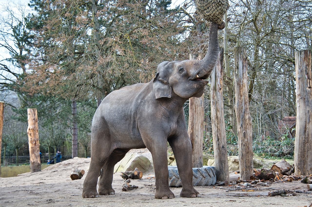 an elephant reaching up to pick leaves from a tree