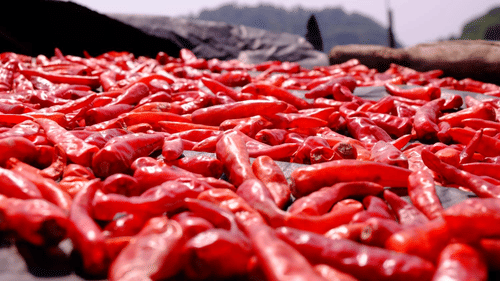 Guntur Chilli o9e0y8