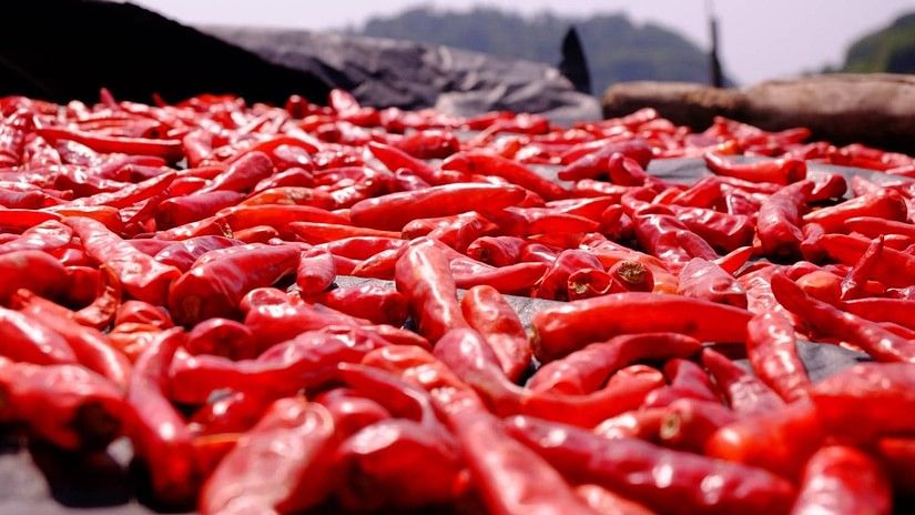 Guntur Chilli o9e0y8