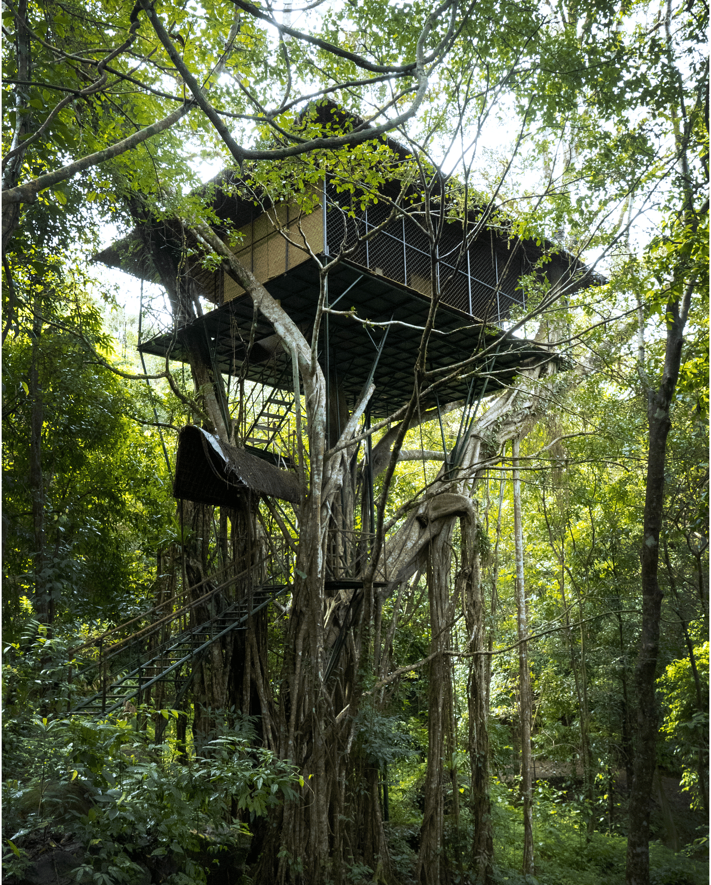 A tree house elevated above the forest floor amidst greenery | Vythiri Resort, Wayanad