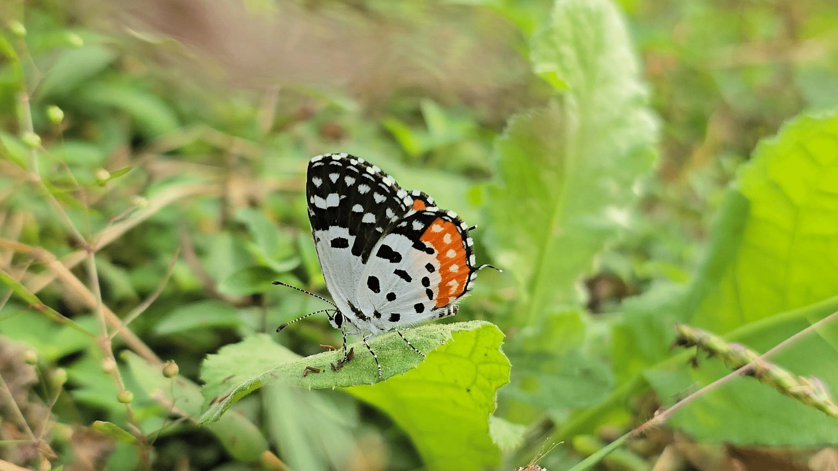 A close-up of a butterfly with different colour markings perched on a leaf amid grass and foliage.