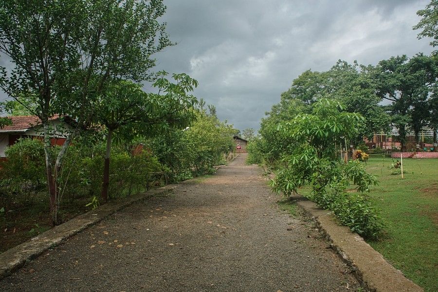 A pathway with green bushy plants on both sides, shot on a cloudy day.