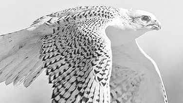 Image of a pigeon flying