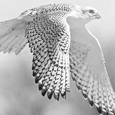 images  6 