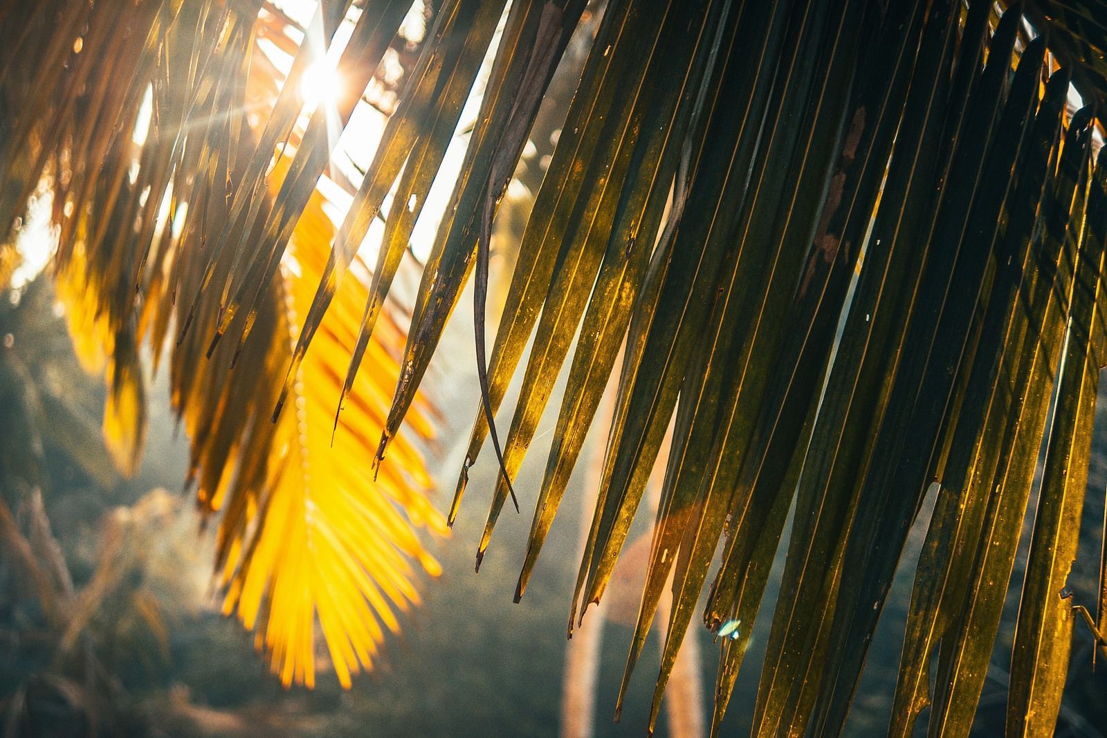 A close up shot of a coconut tree's branch with the sun shining in the background