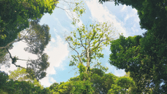 A view from below of a tall tree seen through the opening in between other tree branches at Gavi Eco Tourism.