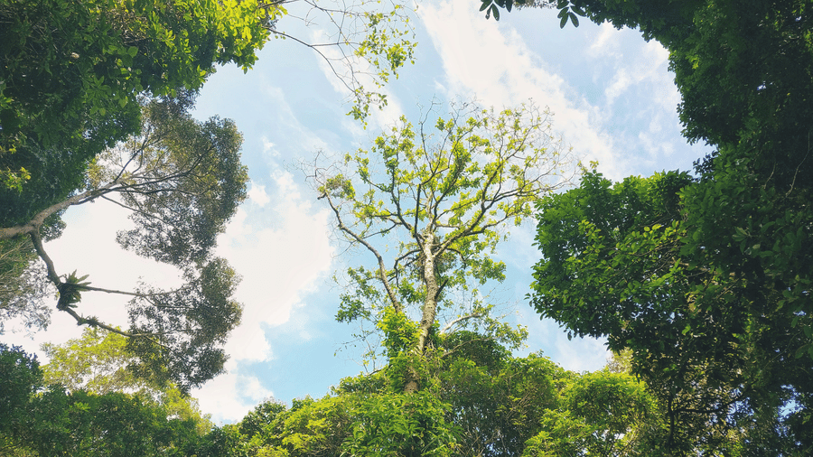 A view from below of a tall tree seen through the opening in between other tree branches at Gavi Eco Tourism.