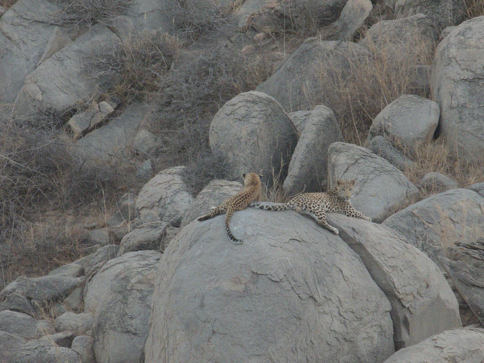 A leopard resting on a large rock amidst a rugged, rocky landscape, blending seamlessly with its natural surroundings in the wilderness