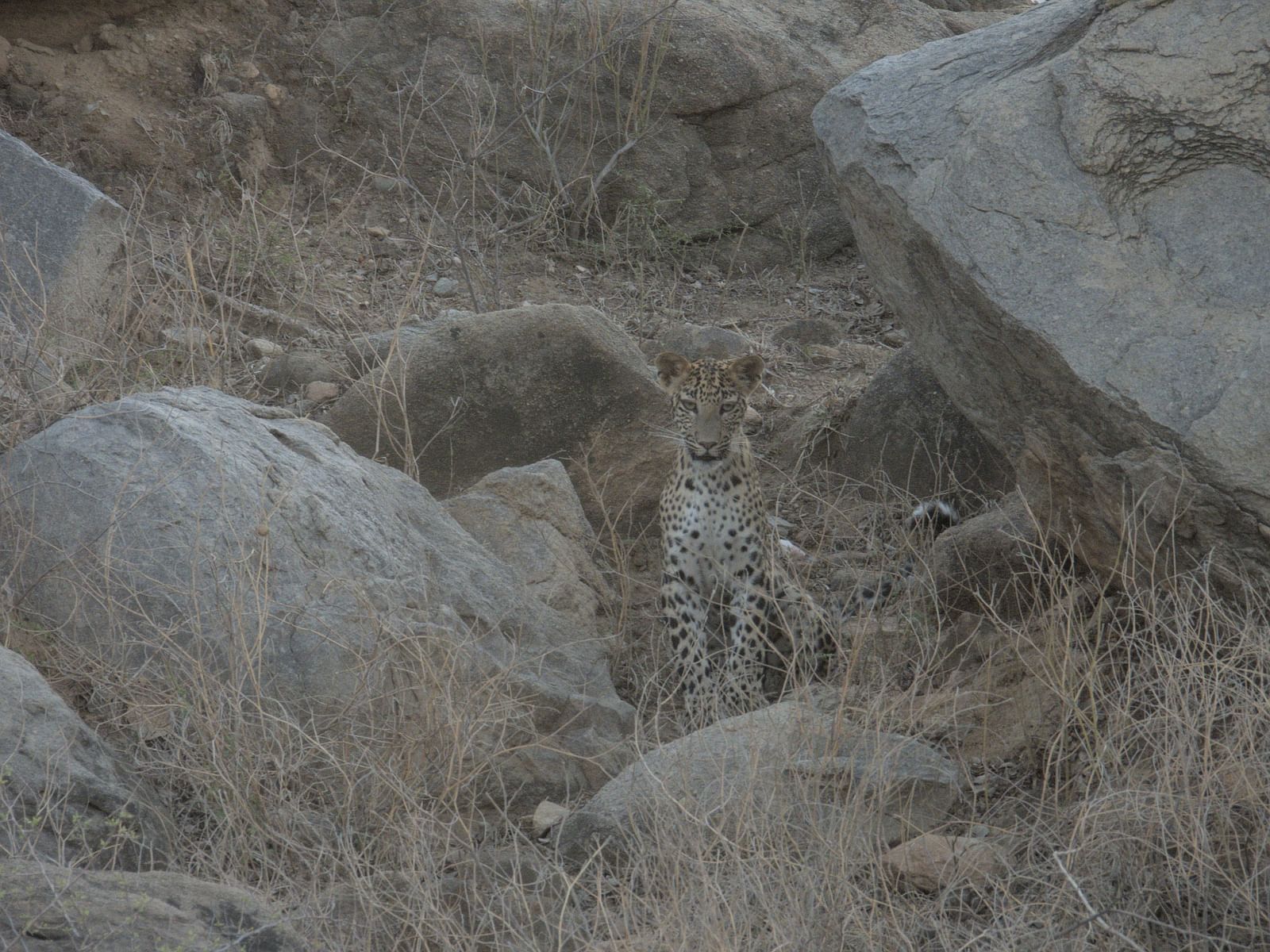 A young leopard sits alert among rugged rocks and dry grass, blending into its natural habitat with an intense, watchful gaze