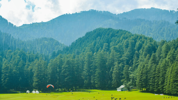 A wide grassy meadow surrounded by dense pine forests and distant hills, featuring people enjoying paragliding.