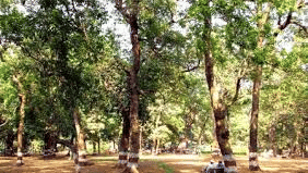 view of a park with trees surrounding it during daytime